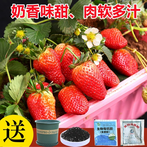 Dandong 99 Four Seasons Cream Crawberry Seeds