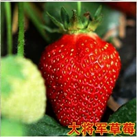 500 капсул генералов+горшков+почва+удобрения (купить 2