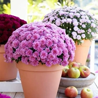 Candy Chrysanthemum Lighten Purple 1000 Капсулы+горшок почвенные удобрения [купить 21]