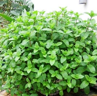 Парфюм Mint 1000 капсул+удобрение почвы горшка [купить 2 получить 1 Get 1]