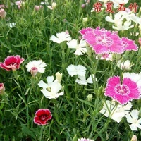 Changxia shizhu 50 грамм+удобрения