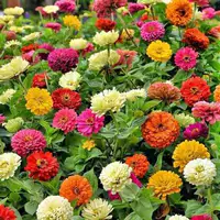 1000 капсул 100 дней+удобрения (купить 2 получить 1 получить 1)