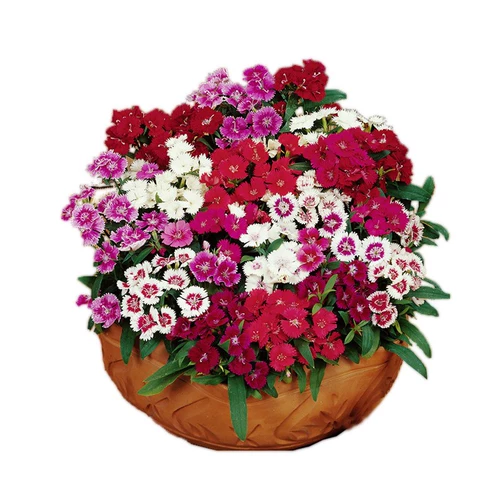 Красочные семена бамбуковых цветов, европейский бамбук первый поцелуй четыре сезона холодные горшечные площадки American Changxia Stone Bamboo Seeds