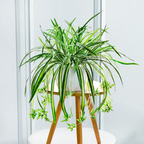 Simulation green planting potted green Laura hanging Lan plastic plant bonsai fake flower living-room hanging wall putting decoration pendulum piece floral art