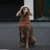 Собачья шляпы зимой, теплые шеи анти -фрозинские уши, собачья шляпа, маленькие собаки, зимние смешные шляпы собак