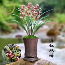 Orchid (small country soul comfort and double pride) flowers Jianlan potted room Four Seasons flowers Green Planted Orchid Fry