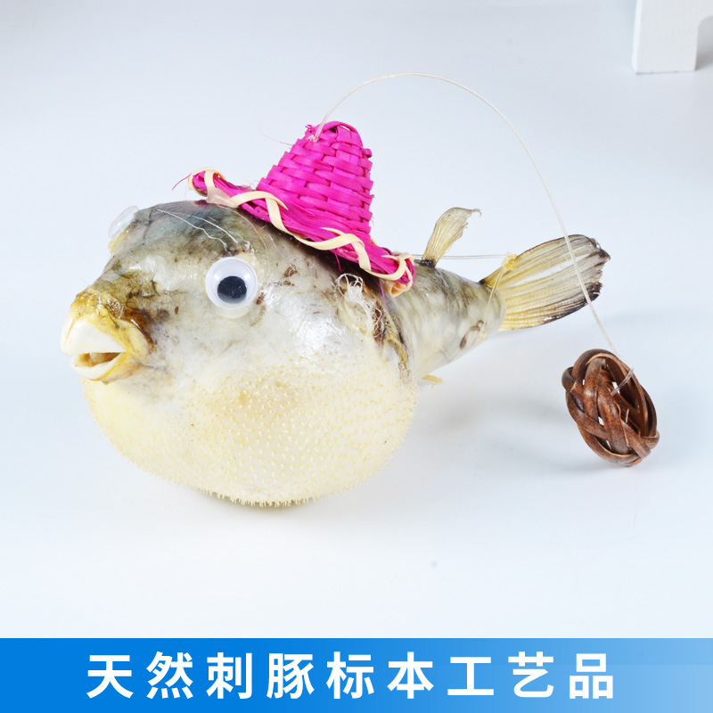 Natural Marine Marine Fish Specimen Guinea Fish Pendant Pendant Creative Home Exhibition Shop Window Decoration