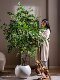 Large Artificial Elm Money Tree for Indoor Living Room Entrance, Faux Tree, Biomimetic Green Plant, Floor-Standing Tall Landscape Decoration Ornament