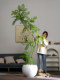 Simulated Jacaranda Artificial Flower Tree Indoor Bionic Green Plant Living Room High-End Light Luxury Floor-Standing Decorative Artificial Tree Plant Ornament