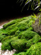 Simulated Moss, Artificial Turf Plants, Micro-Landscape, Indoor Window Decoration, Eternal Moss, Fake Green Plants, Potted Plants