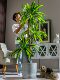Advanced bionic green plant Brazilian wood simulation artificial tree floor-standing indoor living room landscape decoration ornaments artificial flower tree