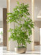 Bionic Nandina Bamboo Artificial Tree, High-End Simulated Landscaping Green Plant, Large Indoor Living Room Floor-Standing Potted Decorative Ornament
