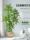 Simulated Nandina Bamboo, High-End Bionic Green Plant, Indoor Plant, Artificial Tree, Atmospheric Decoration, Living Room Floor-Standing Ornament, Landscaping