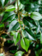 High-End Artificial Banyan Tree, Large High-Quality Simulated Green Plant for Landscaping and Decoration, Living Room Faux Tree, Light Luxury Floor-Standing Ornament Plant