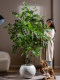 Large Artificial Elm Money Tree Fake Tree Decoration High-End Bionic Green Plant Money Banyan Indoor Living Room Floor-Standing Tree Ornament
