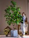 Large Artificial Yew Tree, Faux Green Plant, Bionic Plant Potted Plant, Indoor Living Room Window Display, Landscape Floor-Standing Ornament