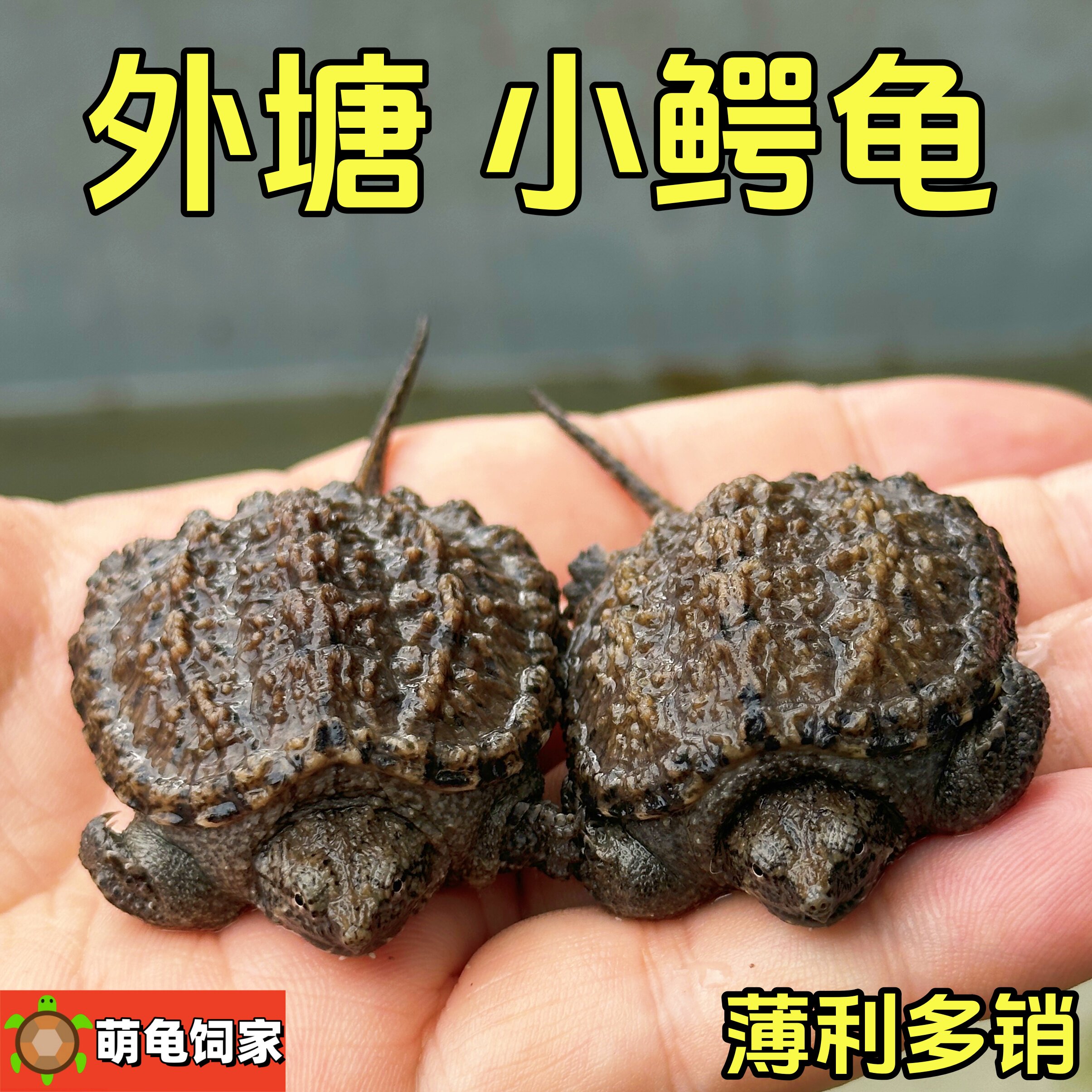 养龟新手看过来!正宗鳄龟苗,北美小鳄龟到底有多凶猛?-龟-淘宝好物网