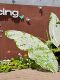 Giant Butterfly Landscape Decoration, Green Three-Dimensional Floral Art Display, Popular Photo Spot, Large Scene Arrangement, Decorative Piece