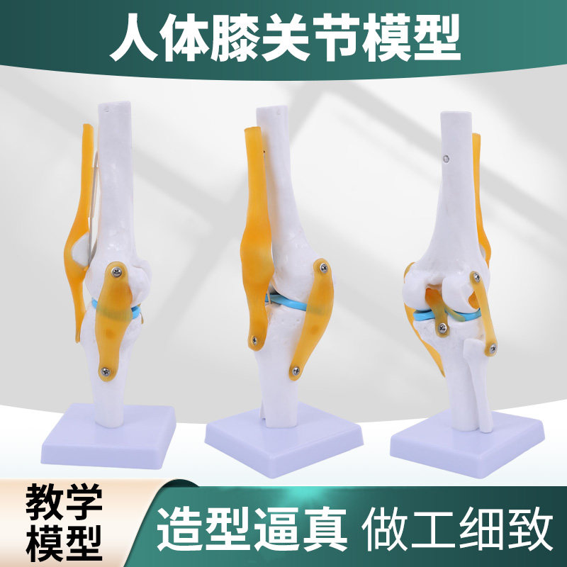 人体膝关节功能模型 半月板交叉韧带活动膝盖骨髌骨骨骼教学模型