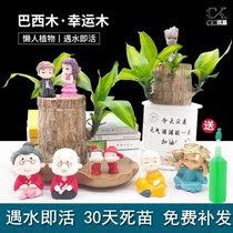Brazilian Wood Basin Instrumental Brazilian Wood Lovers Office Kindergarten Desk All Season Hydroponic Couple Birthday Presents Cute