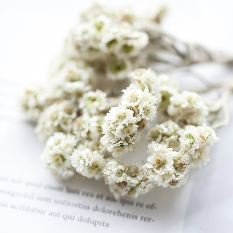 Man Yue diy aromatherapy gypsum candle flower material package white flower material Mountain flower 2g pack dry flower material