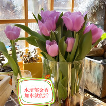 Sloth Water Bacon Free Watered Tulip Flower Potted Flowers Indoor Plant All Season Import Living Room Balcony For Good Raise
