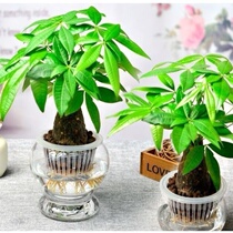 Fortune-making Tree Potted Living Room Wansion Green Planting Indoor Recruiting water peels Green plant Desktop Office Small bonsai