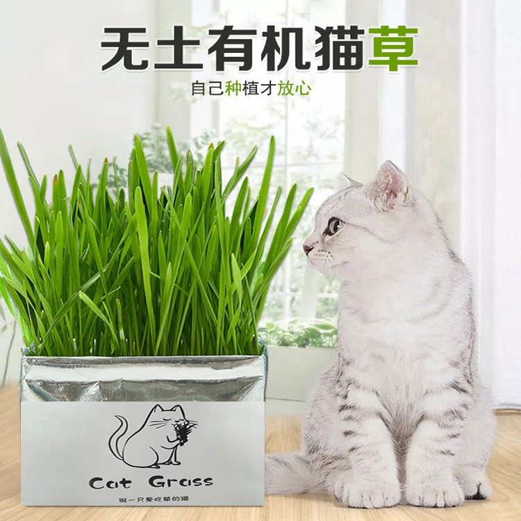 Kitty Supplies Cat Grass No Soil Cultivation Suit Organic No Soil Cat Grass To Hair Balls