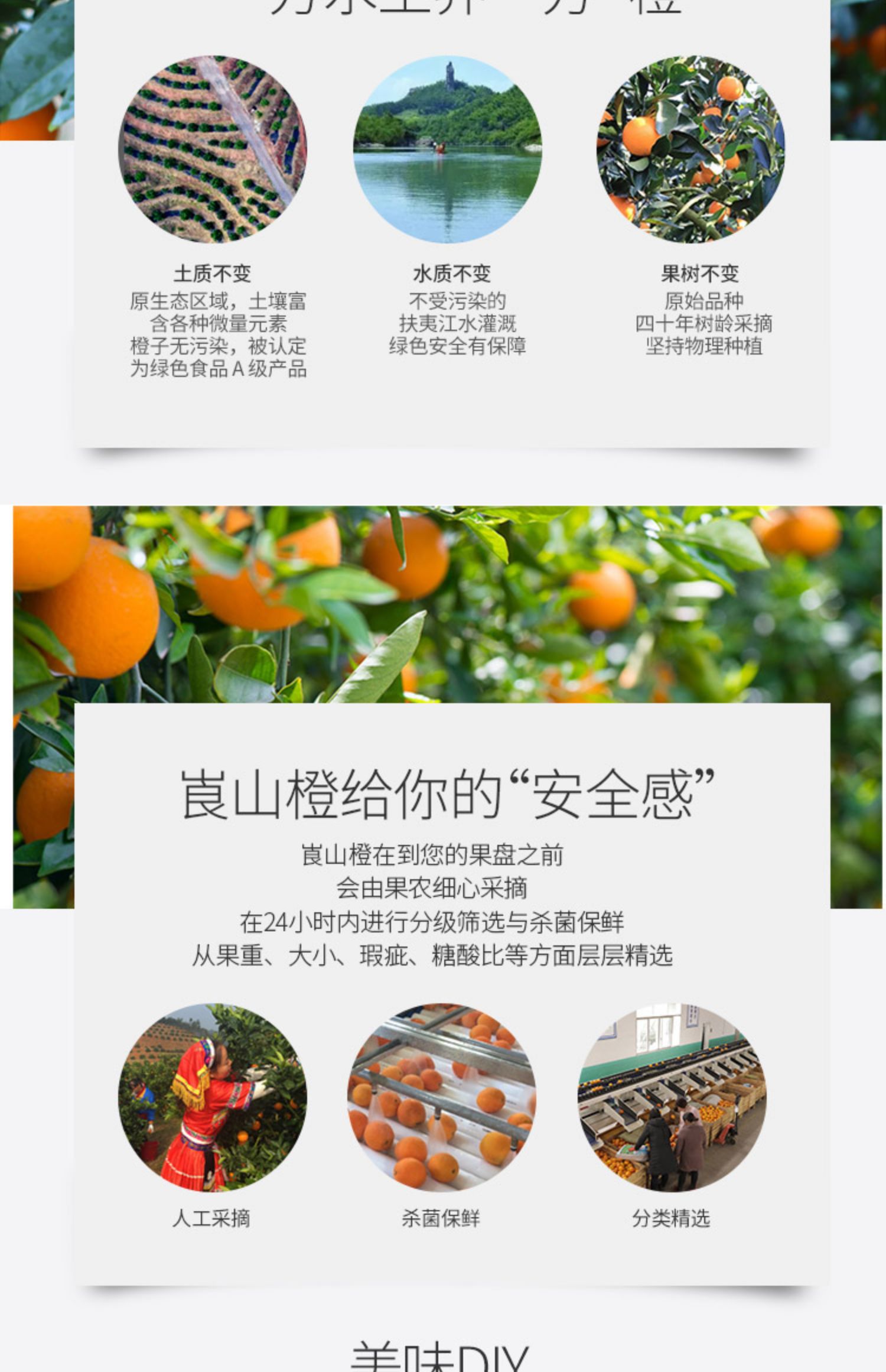 崀山脐橙礼盒LV3分享装现摘现发