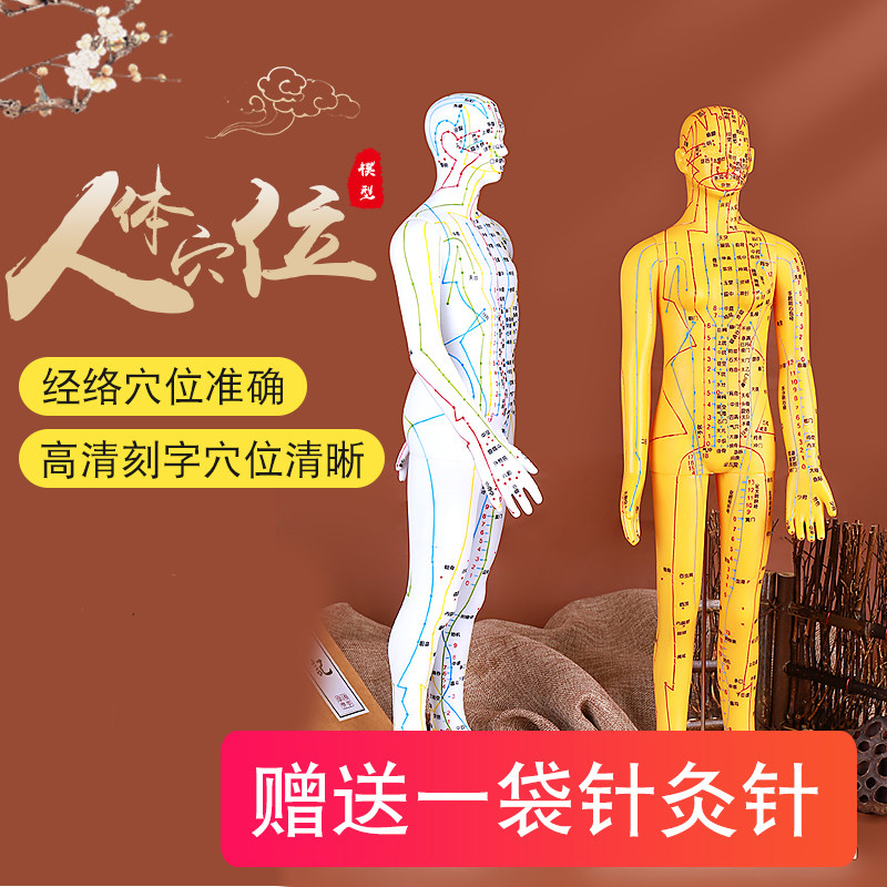 人体针灸模型人经络穴位中医全身十二铜人模特图可扎针练习小皮人