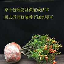 Pomegranate Bonsai Indoor outdoor Balcony Courtyard Green Plant Flowers Plus Wet Season Flowering Automatic Irrigation Water Absorbing Basin