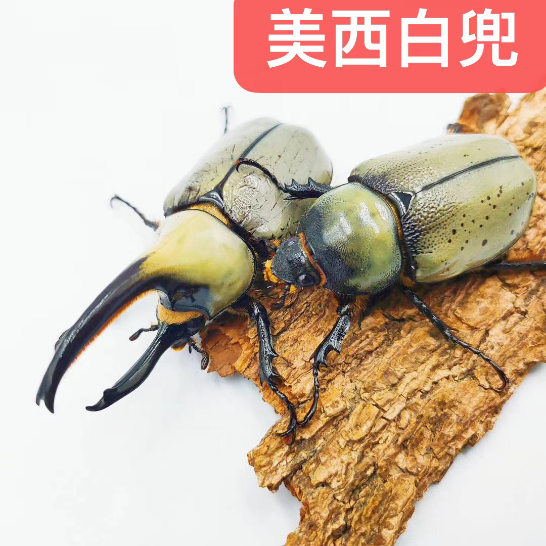 美西白兜大兜虫锹甲,入门甲虫新选择 🐜 -甲虫-淘宝好物网