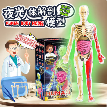 Luminous Movable Human Body Structure Model Organ Teaching Aids Structure Assembly Skeleton Internal Organs Muscles Medical Simulation Anatomy