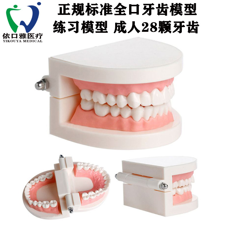 牙科正规牙齿模型 牙缝美白瓷贴面练习模具 标准口腔医学教育工具