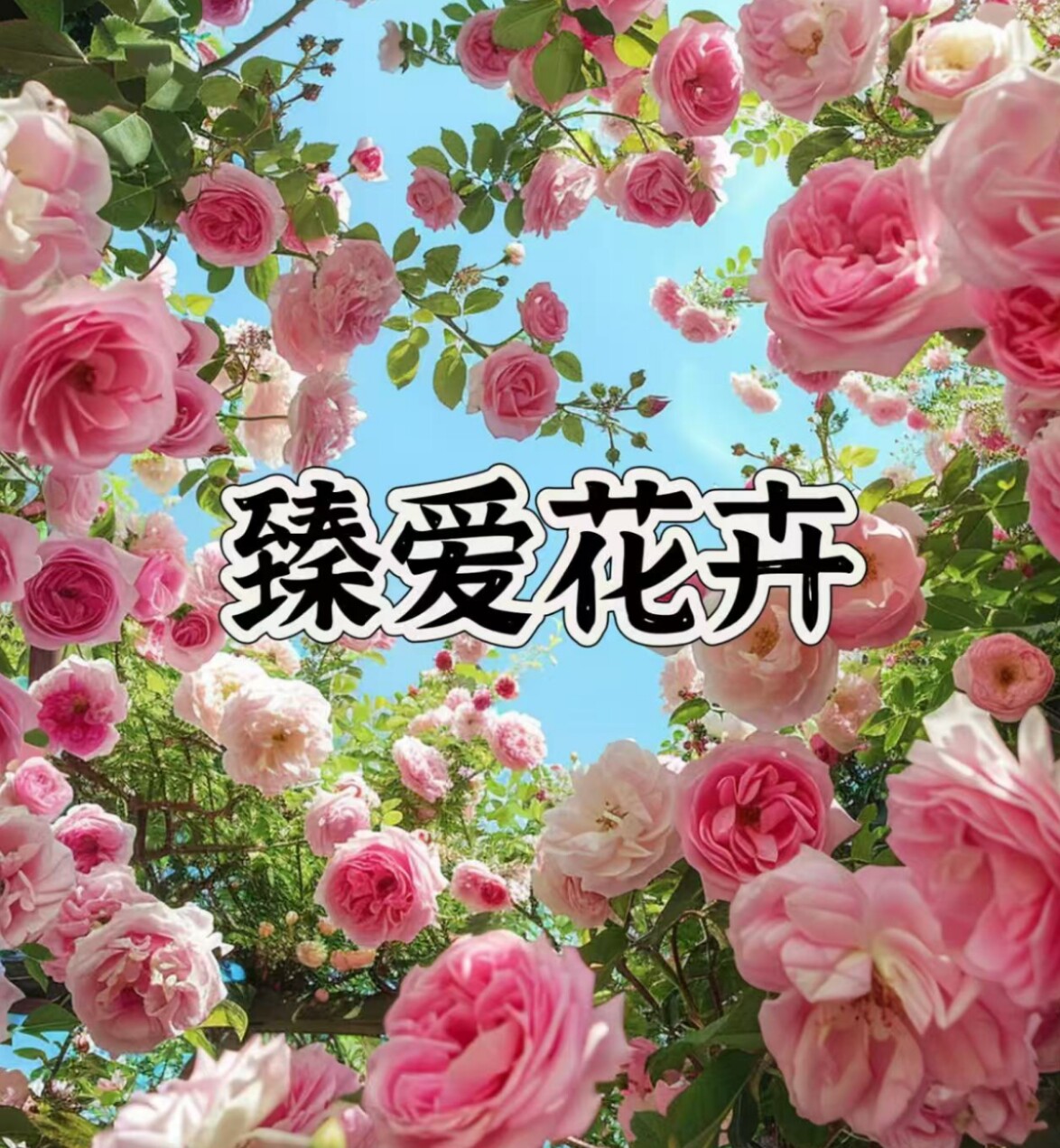 云南臻爱花卉