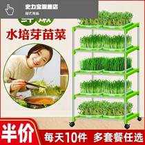  Sprouts sprouting pan bean sprouts sprouted pot sprouts Pea Sprouts Cultivation Wheat Seeds Domestic Soilless Cultivated Vegetables