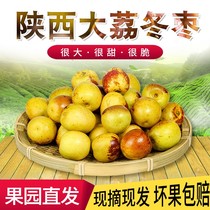 Shaanxi Dali winter jujube fresh crisp sweet jujube 5kg green jujube fruit 3 5kg fresh pick crisp jujube red jujube fresh Jube