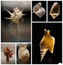 Shell and conch specimen box conch shell high-quality shell gift box multiple packages specimens can be soaked in vat white conch shell