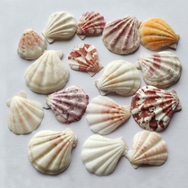 Starfish natural diy shell pieces white shells adjustable ins style DIY micro landscape decoration origin