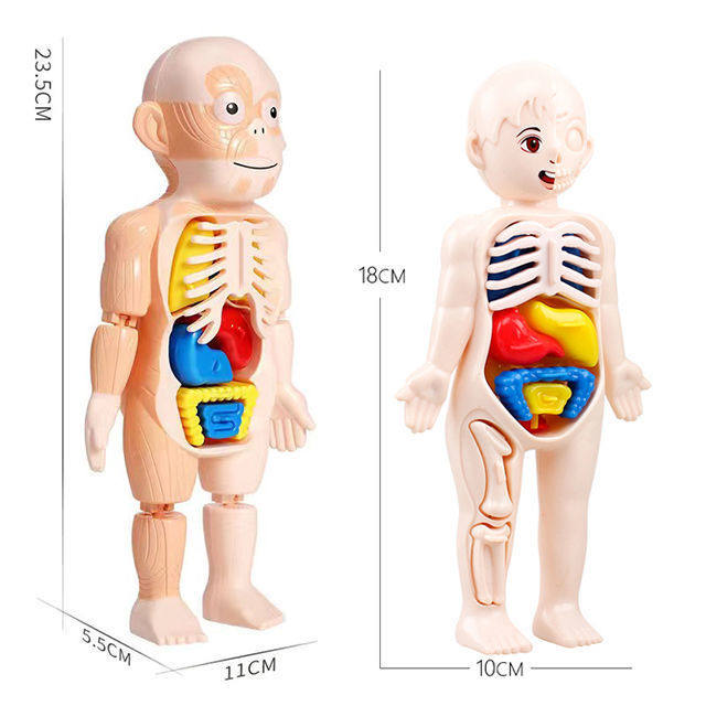 Human Body Structure Model Medical Simulation Internal Organs Anatomy 3D Detachable Assembled Torso Children's Educational Toy