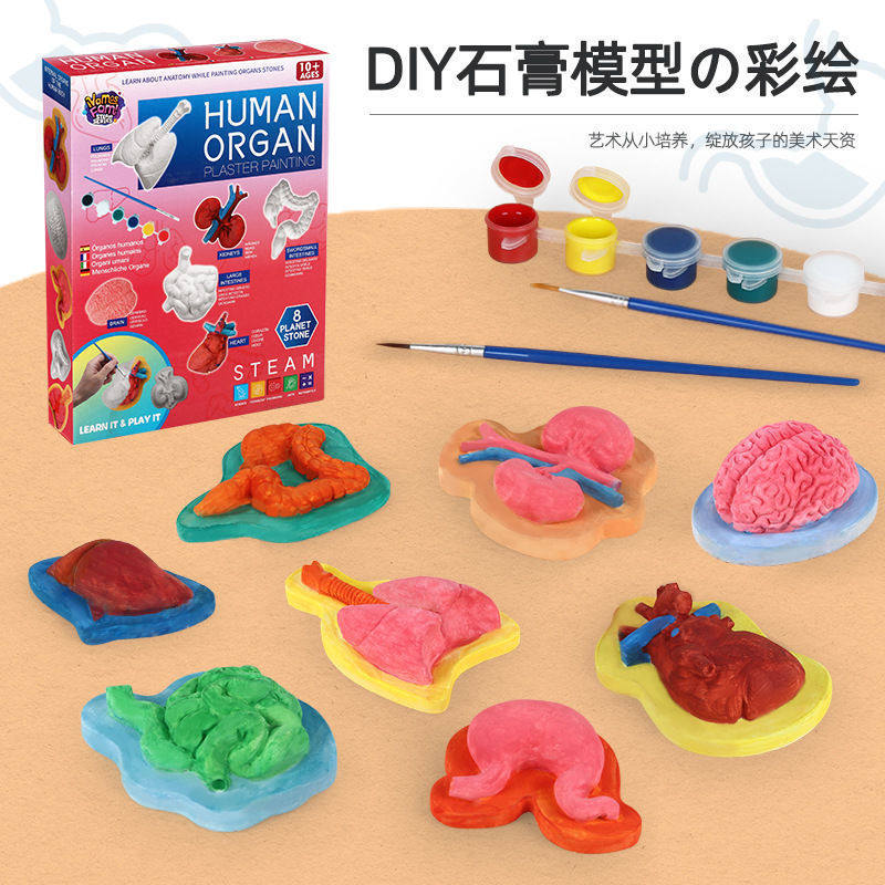 Human Body Structure Model Medical Simulation Internal Organs Anatomy 3D Detachable Assembled Torso Children's Educational Toy