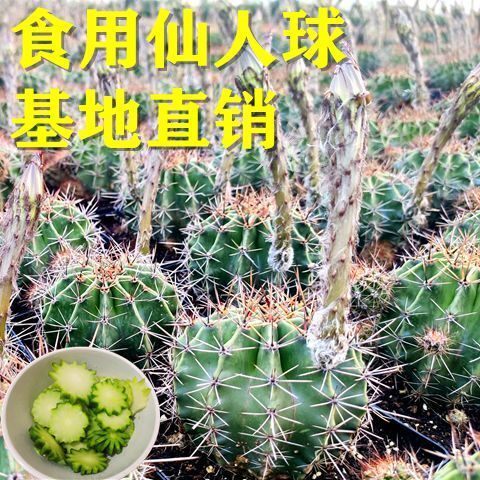 4 x 6-7 cm BALL Edible Balls Medicinal Herb Balls Can Graft Rootstock