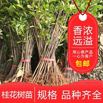 August Guihua saplings planted with grafted golden Gui golden ball Gui potted courtyard osmanthus Miao Tan Gui Zhengzong Four Seasons Gui