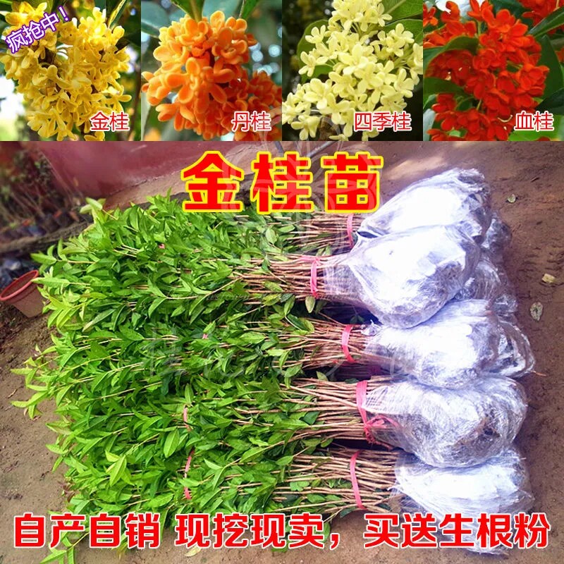 August OSMANTHUS TREE SAPLINGS Season Flowers of the Four Seasons Flowering Ground Patio Golden golden Guidan Guidi Gui Intense Incense type ground planting