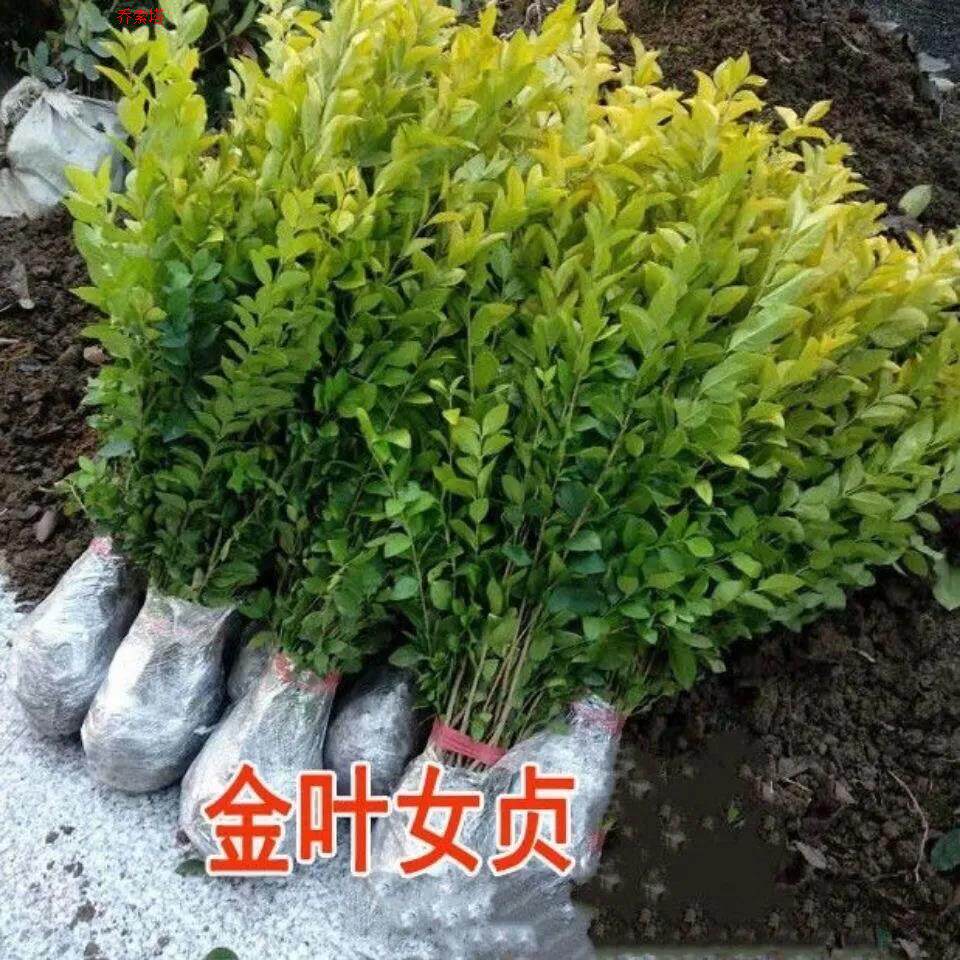 Female virginity colorful Miao wood Courtyard Villa Greenery Slim Green Hedge walled Miao Landscape Green Miao Four Seasons