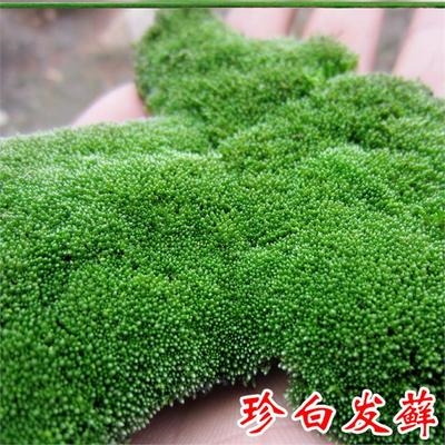 Cold-resistant and drought-resistant blossoming four-season moss seeds water-absorbing stone plant bonsai moss R. micro-landscape fake