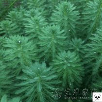 The pink green foxtail algae will be released into the water and the water will be alive.