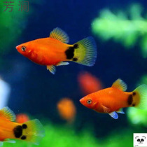 Grass tank lantern fish red light Peacock fish swallows freshwater tropical cold water lotus lamp pure bred small ornamental live fish