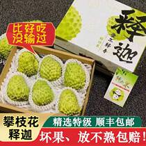 Seasonal spot Panzhihua Miyi milk custard apple pineapple custard apple fresh custard apple Buddha head fruit 5 pounds large fruit