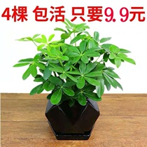 Seven leaves of lotus plant flowers Heineum indoor potted plants dont need sunshine for four seasons